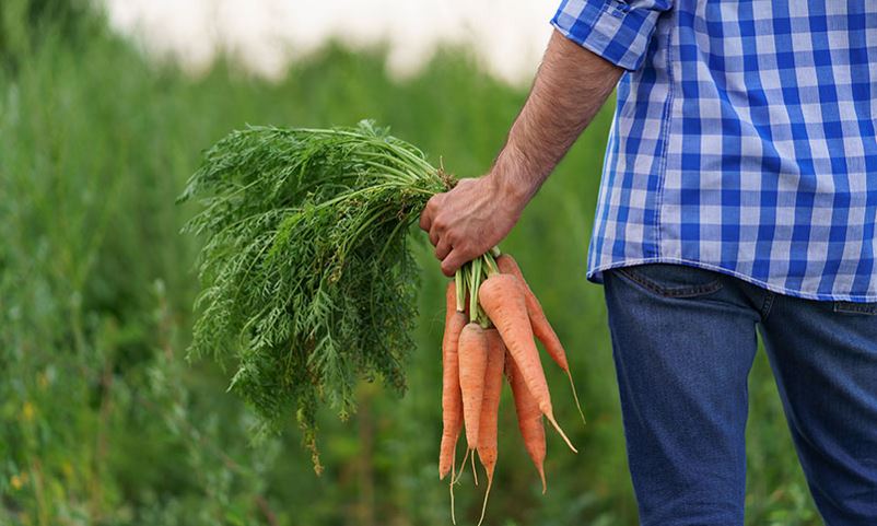 where does food come from